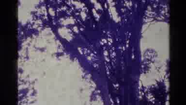 New Zealand (1981): Forest Of Trees With Person Walking Through To Collect An Item