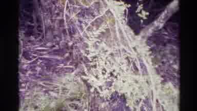 New Zealand (1981): Person Nature Trail Path Brush Wet Rotting Tree Stump Forest