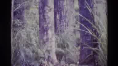 New Zealand (1981): Very Closed Forest With Several Huge Trees And With A Man