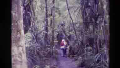 New Zealand (1981): People Walking Hiking Cleared Shady Trail Path Sunny Day
