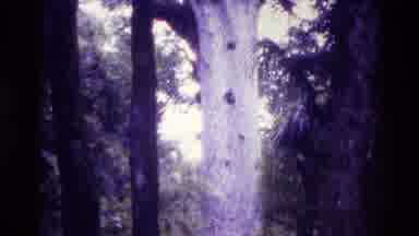 New Zealand (1981): Tree In The Nature