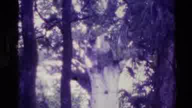 New Zealand (1981): Sign In Front Of A Forest With Lots Of Warnings And Warnings