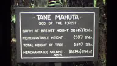 New Zealand (1981): Document Of A Very Large Tree In A Forest That Is Called God