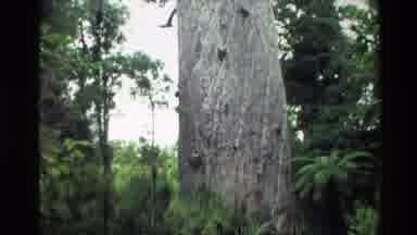 New Zealand (1981): Viewing Of A Large Tree