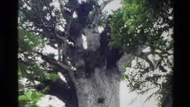 New Zealand (1981): Te Matua Tree And Signage Showing Measurements In A Nature