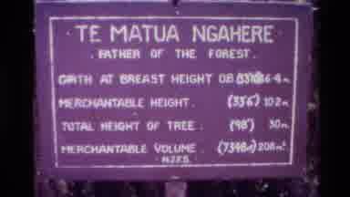 New Zealand (1981): Film Footage Of The Father Of The Forest And A Sign Depicting