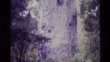 New Zealand (1981): Pan Up A Big Tree In A Forest