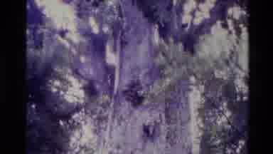 New Zealand (1981): A View About Nature And In This Specific Video A Tree