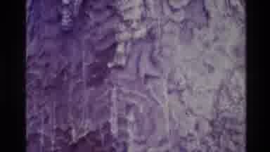 New Zealand (1981): Huge Tree That Looks Like A Palm Tree In The Forest