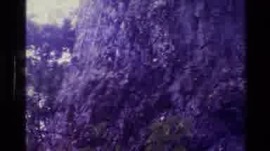 New Zealand (1981): Insanely Large Looking Tree With Odd Looking Knot In It