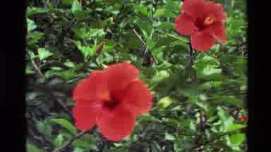 New Zealand (1981): Red Flowers In Garden Suburban House Zoom In Summer Day