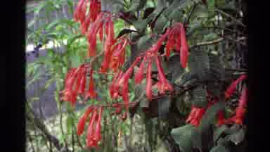 New Zealand (1981): Flowers And Outdoors Nature And Our History