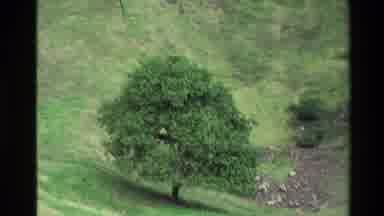 New Zealand (1981): Trees And People Come Together To Create A Beautiful Hiking