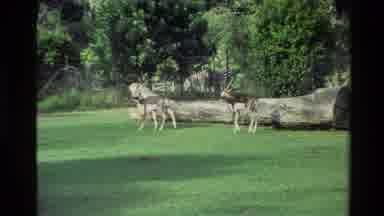 NEW ZEALAND-1981: Two Blackbuck Deer and Fawn Walking in Grass Enclosure