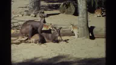 New Zealand (1981): The Animal Outside