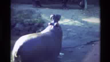 NEW ZEALAND-1981: Hippo In Water And Emu On Path At Zoo
