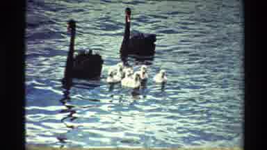 New Zealand (1981): Two Adult Ducks Sitting With Several Baby Ducks In A Nature