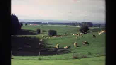New Zealand (1981): Pasture-Covered Field With Many Horses Walking And Eating On A