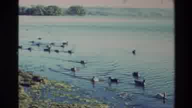 New Zealand (1981): The Canadian Geese Playing In The Water