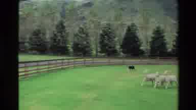 New Zealand-1981: Black Shepherd Dog Herds Lambs in a Green Pasture