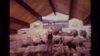 New Zealand (1981): A Shame For The Whole Nation Sad To Think That Such Things