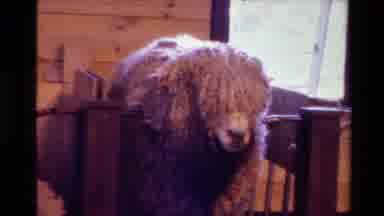 New Zealand (1981): Woolly Sheep Munching And Climbing Indoors Woman Chases Sheep
