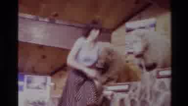 New Zealand (1981): Sheep In Row