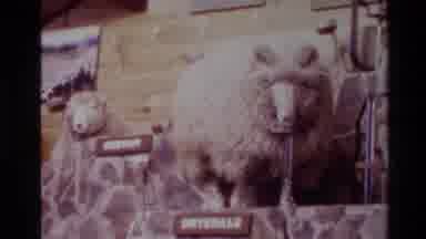 New Zealand (1981): Footage Showing Man Capturing Wild Sheep