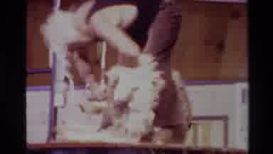New Zealand (1981): Sheep Wool Fleece Shearing By A Shearer Using Electric Clipper