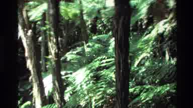 New Zealand (1981): Green Lush Jungle Trees And Plants On A Sunny Clear Day