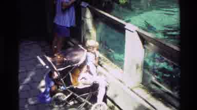 New Zealand (1981): Kid Looking At Fish In A Clean Water Lake Big Fish And Good To