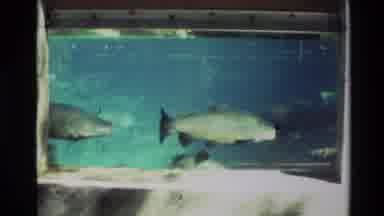New Zealand (1981): Approximately 400 Rainbow Trout Swimming In Glass Enclosed