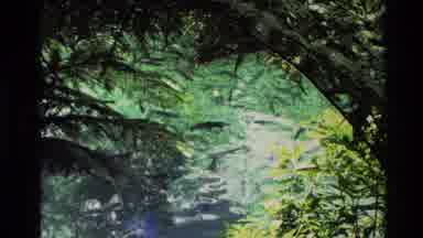 New Zealand (1981): Still Lake With A School Of Fish Freely Swimming About