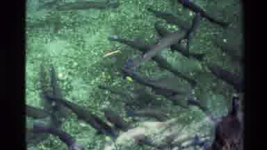 New Zealand (1981): Beautiful Shot Of Swimming Fish In The Water And A Duck