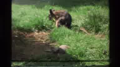 New Zealand (1981): Group Of Wild Animals Eating Grass On A Sunny Day