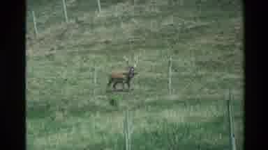 New Zealand (1981): Large Male Deer With Large Antlers Walking Along Fence Line In