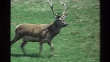 New Zealand (1981): Buck Big Antlers Free Roaming Spring Water Bridge White Women