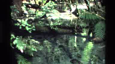 New Zealand (1981): In The Forest Where The River Is Running And The Trees Are