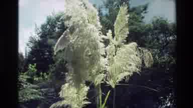 New Zealand (1981): Reeds And Other Plants And Grasses Growing Near A Stream