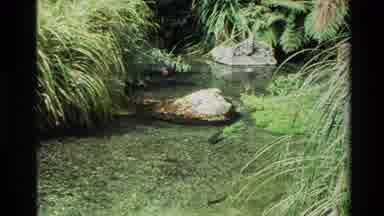 New Zealand (1981): Floating Fish In A Shallow Pit Of Water With Grass And Trees