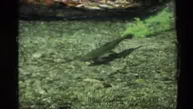 New Zealand (1981): Fish In A Pond Welcome To Ohinemutu Sign Outdoor Experience