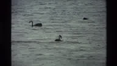 New Zealand (1981): Ducks Are Swimming In The Water Of The Lake Beside A Church
