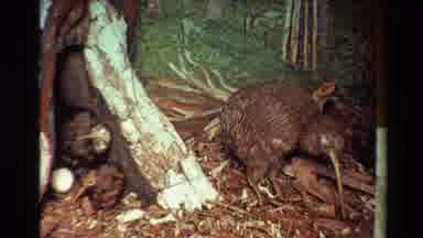 New Zealand (1981): Some Pictures Of A Kiwi Bird From New Zealand Grass