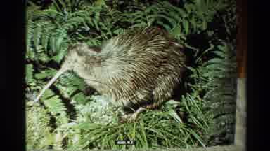 New Zealand (1981): Kiwi Bird Resting In Green Leaves On A Bright Sunny Day