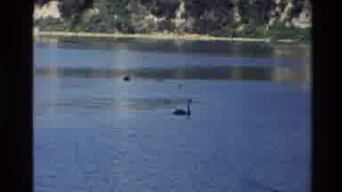 New Zealand (1981): Boat And Bird Skimming Lake Water Man Gazes At Mountain From