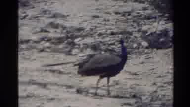 New Zealand (1981): Roaming Pheasant Peacock And Steaming Geyser On A Clear Winter