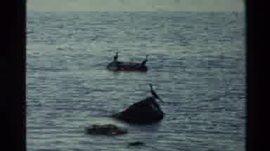 New Zealand (1981): Various Pictures Of Nature Ducks In The Water Mountain Peaks