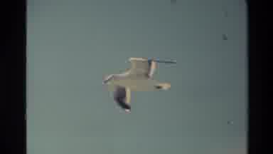 New Zealand (1982): Seagull Soars Over Sea