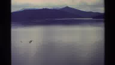 New Zealand (1982): Bird Flying In The Sky Over A Secluded River With Only One