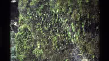 New Zealand (1982): Various Shots Displaying The Beauty Of A Mountain Range On Our